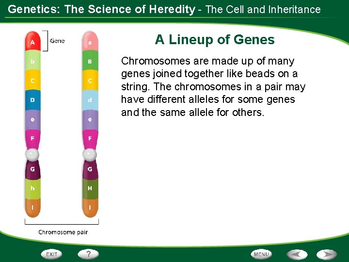 Genetics: The Science of Heredity - The Cell and Inheritance A Lineup of Genes