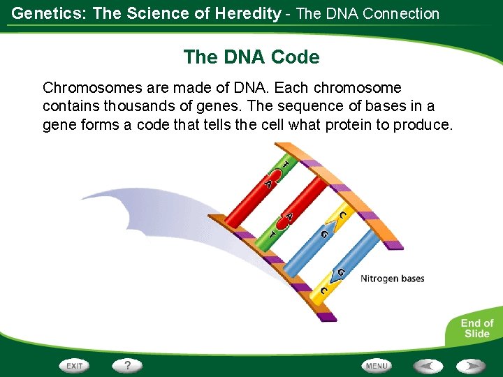 Genetics: The Science of Heredity - The DNA Connection The DNA Code Chromosomes are