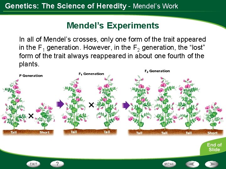 Genetics: The Science of Heredity - Mendel’s Work Mendel’s Experiments In all of Mendel’s
