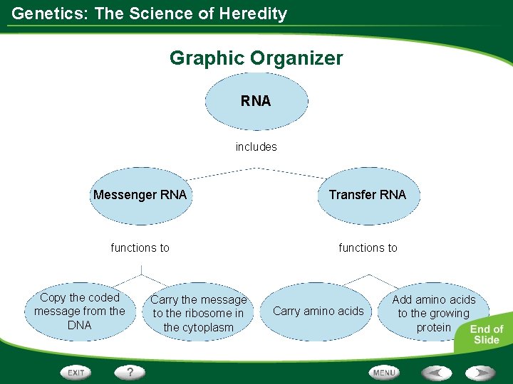 Genetics: The Science of Heredity Graphic Organizer RNA includes Messenger RNA Transfer RNA functions