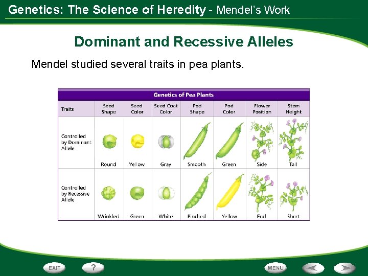 Genetics: The Science of Heredity - Mendel’s Work Dominant and Recessive Alleles Mendel studied