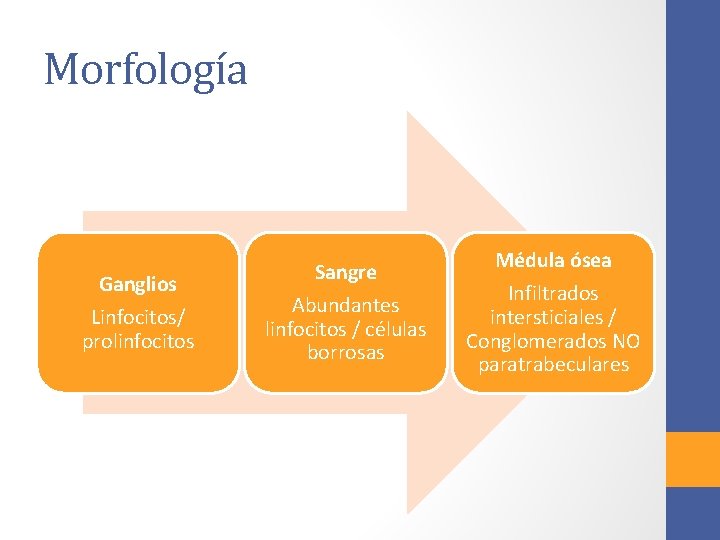 Morfología Ganglios Linfocitos/ prolinfocitos Sangre Abundantes linfocitos / células borrosas Médula ósea Infiltrados intersticiales