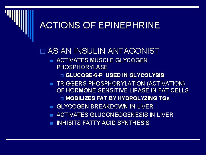 ACTIONS OF EPINEPHRINE o AS AN INSULIN ANTAGONIST n ACTIVATES MUSCLE GLYCOGEN PHOSPHORYLASE p