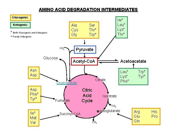 AMINO ACID DEGRADATION INTERMEDIATES Glucogenic Ala Cys Gly Ketogenic * Both Glucogenic and Ketogenic