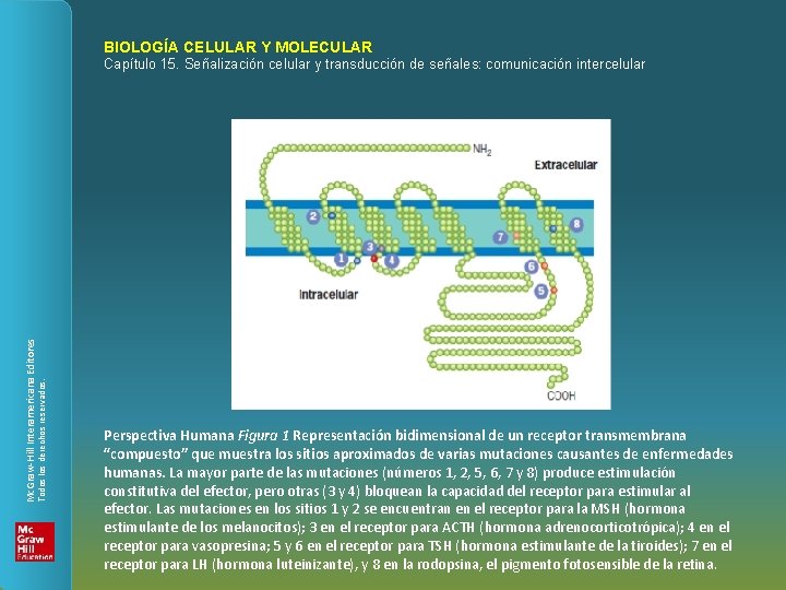 BIOLOGÍA CELULAR Y MOLECULAR Todos los derechos reservados. Mc. Graw-Hill Interamericana Editores Capítulo 15.