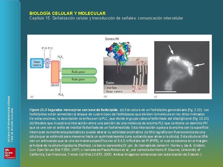 BIOLOGÍA CELULAR Y MOLECULAR Todos los derechos reservados. Mc. Graw-Hill Interamericana Editores Capítulo 15.