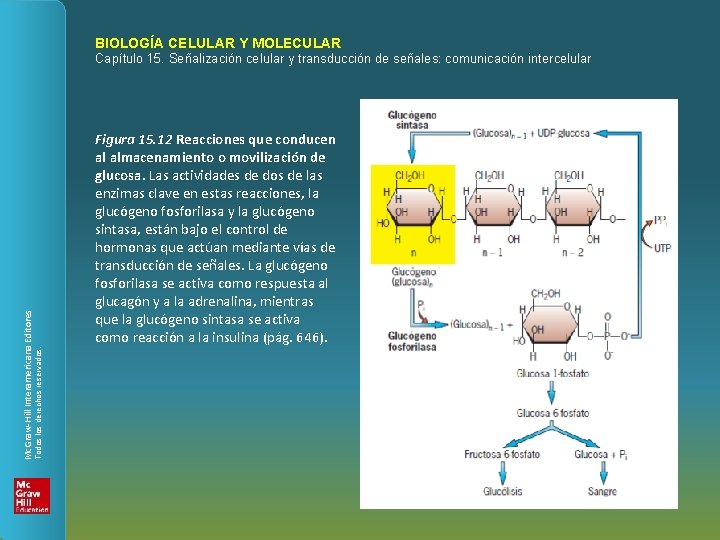 BIOLOGÍA CELULAR Y MOLECULAR Figura 15. 12 Reacciones que conducen al almacenamiento o movilización