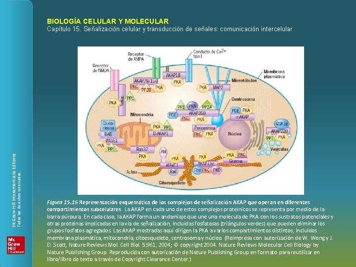 BIOLOGÍA CELULAR Y MOLECULAR Todos los derechos reservados. Mc. Graw-Hill Interamericana Editores Capítulo 15.