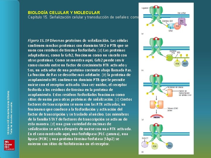 BIOLOGÍA CELULAR Y MOLECULAR Todos los derechos reservados. Mc. Graw-Hill Interamericana Editores Capítulo 15.