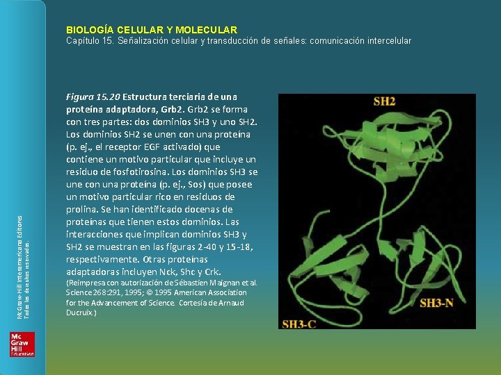 BIOLOGÍA CELULAR Y MOLECULAR Todos los derechos reservados. Mc. Graw-Hill Interamericana Editores Capítulo 15.