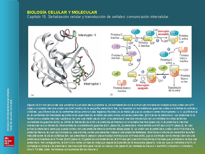 BIOLOGÍA CELULAR Y MOLECULAR Todos los derechos reservados. Mc. Graw-Hill Interamericana Editores Capítulo 15.