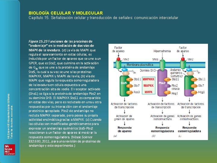 BIOLOGÍA CELULAR Y MOLECULAR Todos los derechos reservados. Mc. Graw-Hill Interamericana Editores Capítulo 15.