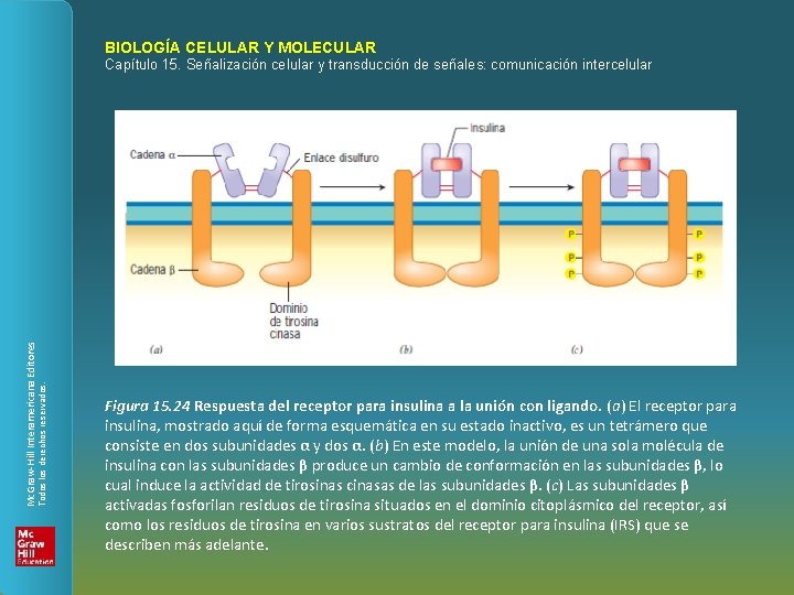 BIOLOGÍA CELULAR Y MOLECULAR Todos los derechos reservados. Mc. Graw-Hill Interamericana Editores Capítulo 15.