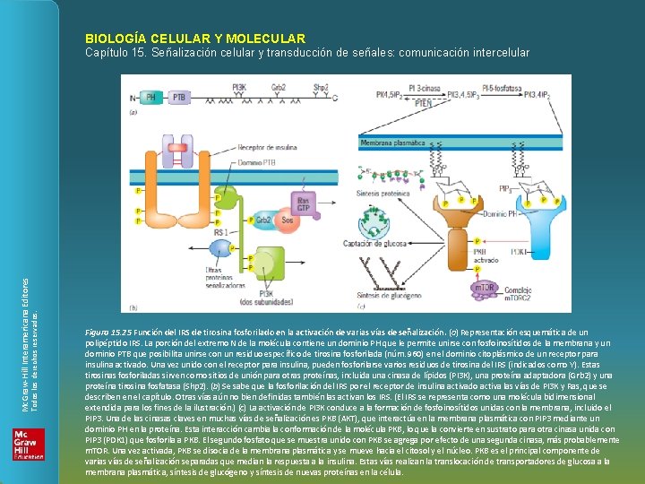 BIOLOGÍA CELULAR Y MOLECULAR Todos los derechos reservados. Mc. Graw-Hill Interamericana Editores Capítulo 15.