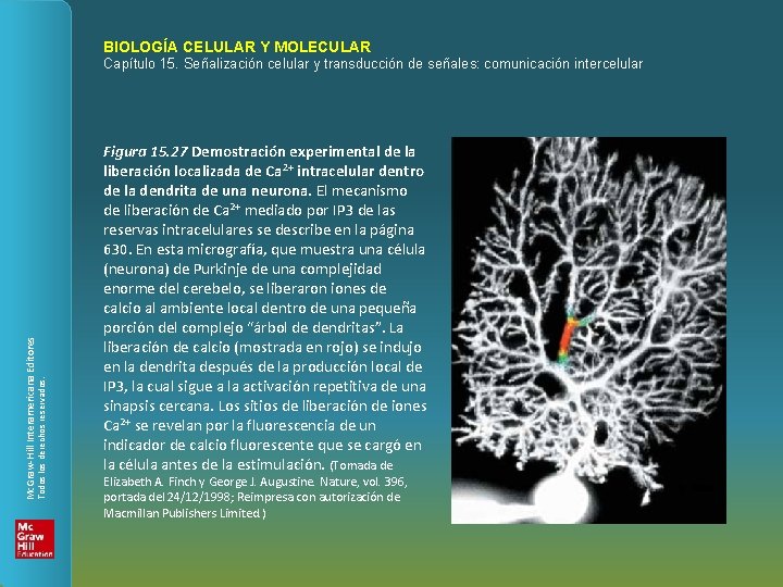 BIOLOGÍA CELULAR Y MOLECULAR Todos los derechos reservados. Mc. Graw-Hill Interamericana Editores Capítulo 15.