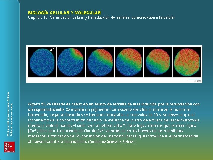 BIOLOGÍA CELULAR Y MOLECULAR Todos los derechos reservados. Mc. Graw-Hill Interamericana Editores Capítulo 15.