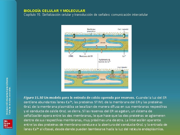 BIOLOGÍA CELULAR Y MOLECULAR Todos los derechos reservados. Mc. Graw-Hill Interamericana Editores Capítulo 15.