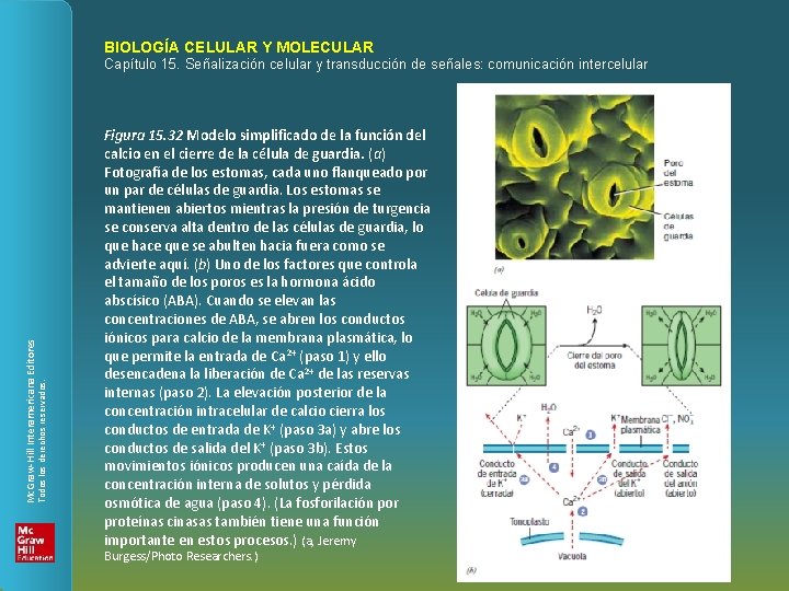 BIOLOGÍA CELULAR Y MOLECULAR Todos los derechos reservados. Mc. Graw-Hill Interamericana Editores Capítulo 15.