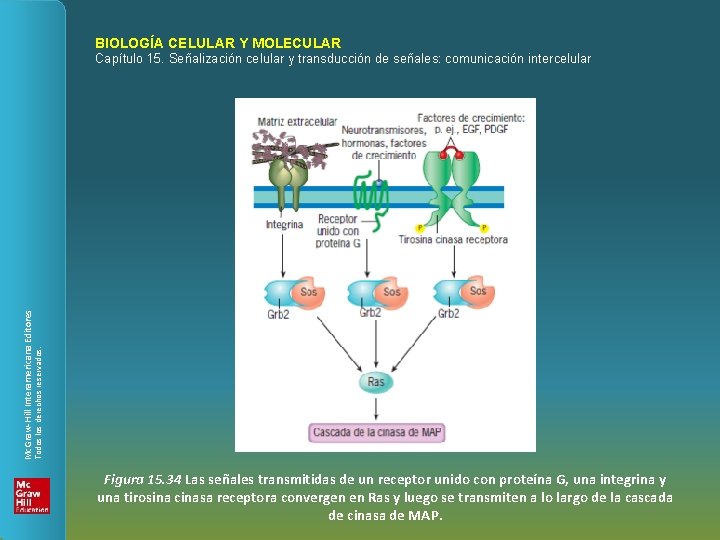 BIOLOGÍA CELULAR Y MOLECULAR Todos los derechos reservados. Mc. Graw-Hill Interamericana Editores Capítulo 15.