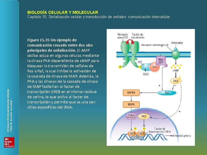 BIOLOGÍA CELULAR Y MOLECULAR Todos los derechos reservados. Mc. Graw-Hill Interamericana Editores Capítulo 15.