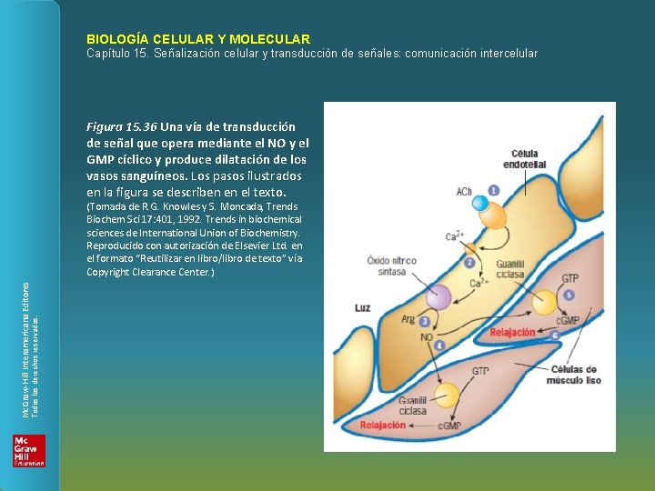 BIOLOGÍA CELULAR Y MOLECULAR Capítulo 15. Señalización celular y transducción de señales: comunicación intercelular