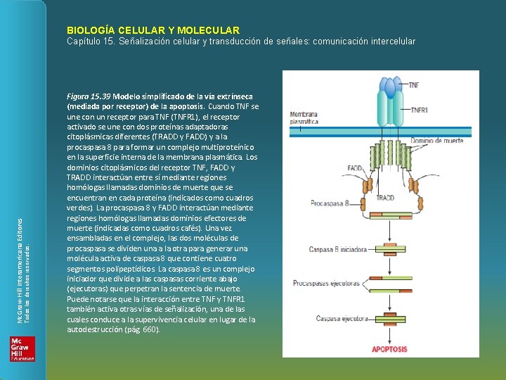 BIOLOGÍA CELULAR Y MOLECULAR Todos los derechos reservados. Mc. Graw-Hill Interamericana Editores Capítulo 15.