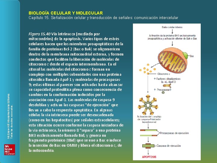 BIOLOGÍA CELULAR Y MOLECULAR Todos los derechos reservados. Mc. Graw-Hill Interamericana Editores Capítulo 15.