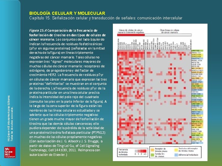 BIOLOGÍA CELULAR Y MOLECULAR Todos los derechos reservados. Mc. Graw-Hill Interamericana Editores Capítulo 15.