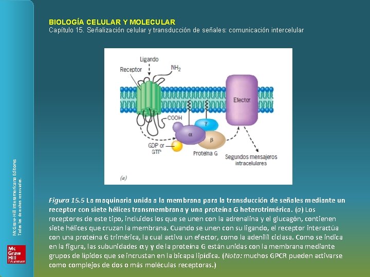 BIOLOGÍA CELULAR Y MOLECULAR Todos los derechos reservados. Mc. Graw-Hill Interamericana Editores Capítulo 15.