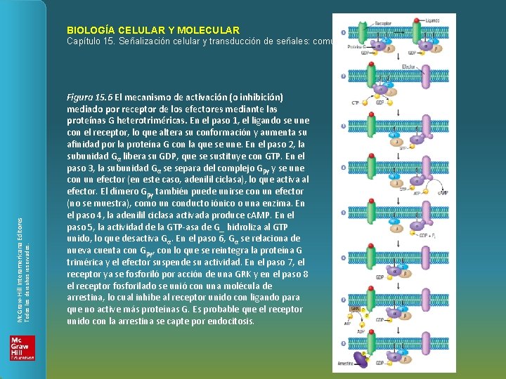 BIOLOGÍA CELULAR Y MOLECULAR Todos los derechos reservados. Mc. Graw-Hill Interamericana Editores Capítulo 15.