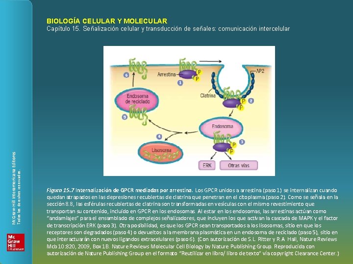 BIOLOGÍA CELULAR Y MOLECULAR Todos los derechos reservados. Mc. Graw-Hill Interamericana Editores Capítulo 15.