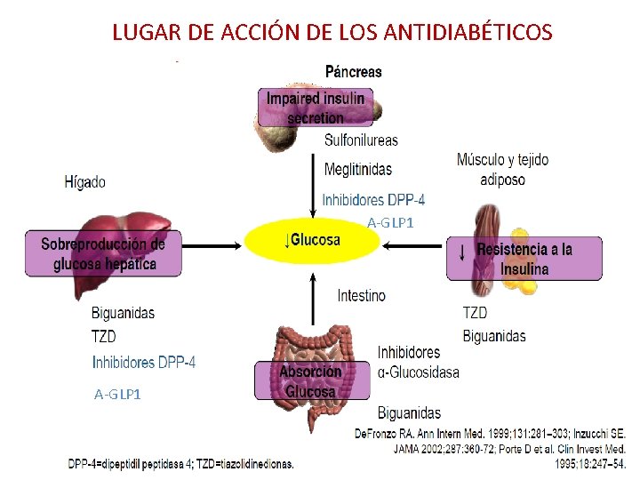 LUGAR DE ACCIÓN DE LOS ANTIDIABÉTICOS A-GLP 1 