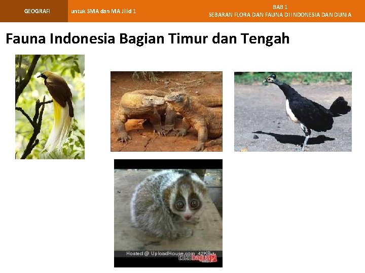 GEOGRAFI untuk SMA dan MA Jilid 1 BAB 1 SEBARAN FLORA DAN FAUNA DI