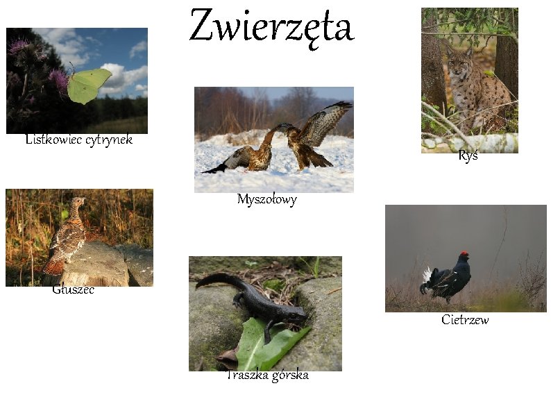 Zwierzęta Listkowiec cytrynek Ryś Myszołowy Głuszec Cietrzew Traszka górska 