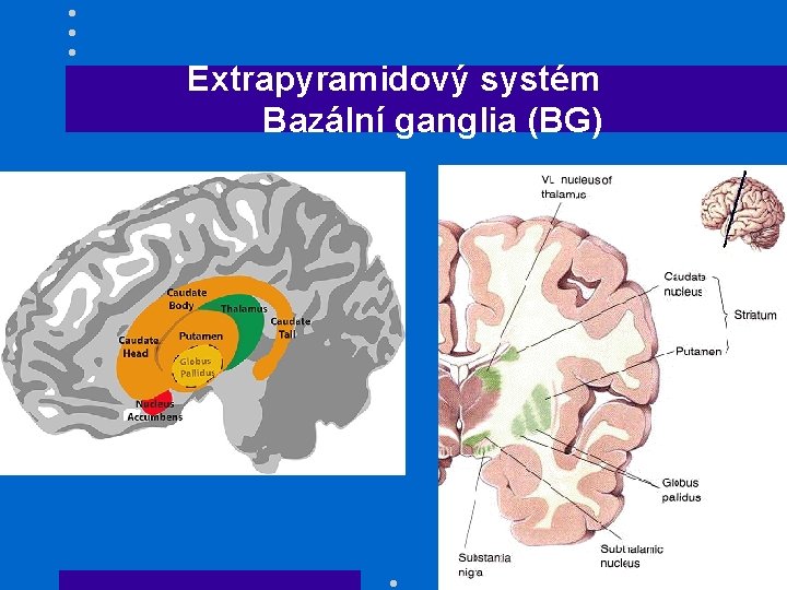 Extrapyramidový systém Bazální ganglia (BG) 