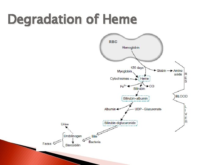 Degradation of Heme 