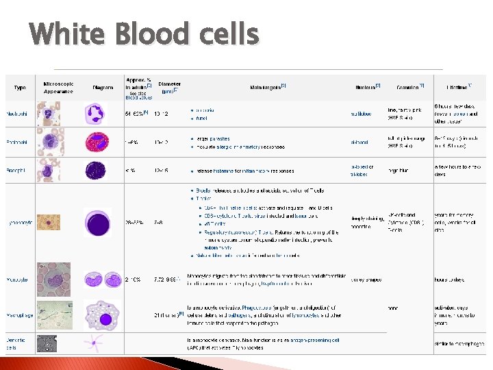 White Blood cells 