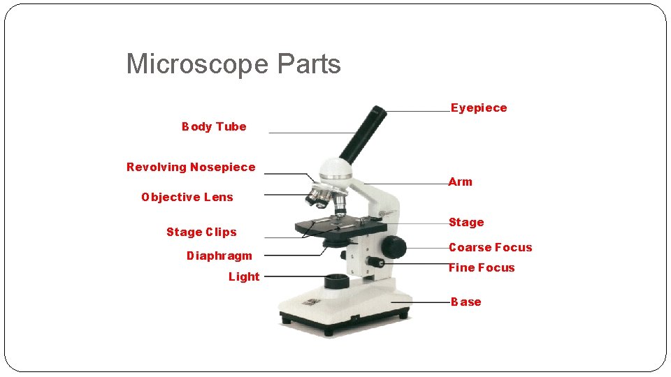 Microscope Parts Eyepiece Body Tube Revolving Nosepiece Objective Lens Stage Clips Diaphragm Light Arm