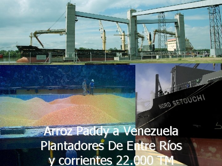 Arroz Paddy a Venezuela Plantadores De Entre Ríos y corrientes 22. 000 TM Marcelo