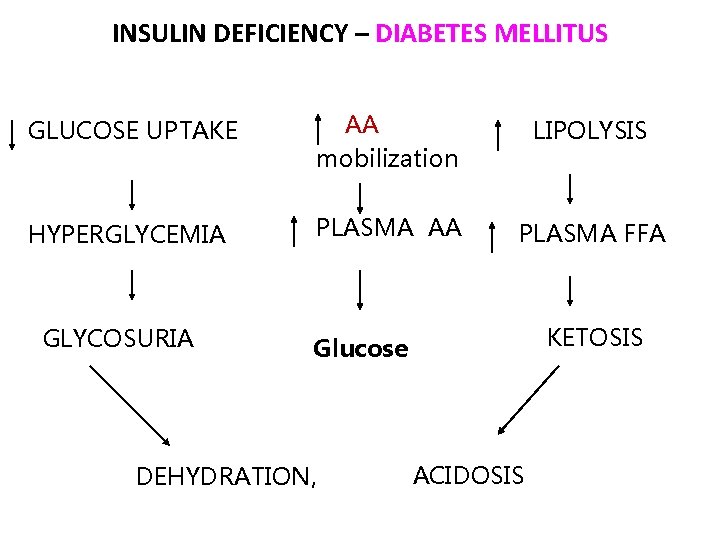 INSULIN DEFICIENCY – DIABETES MELLITUS GLUCOSE UPTAKE AA mobilization LIPOLYSIS HYPERGLYCEMIA PLASMA AA PLASMA