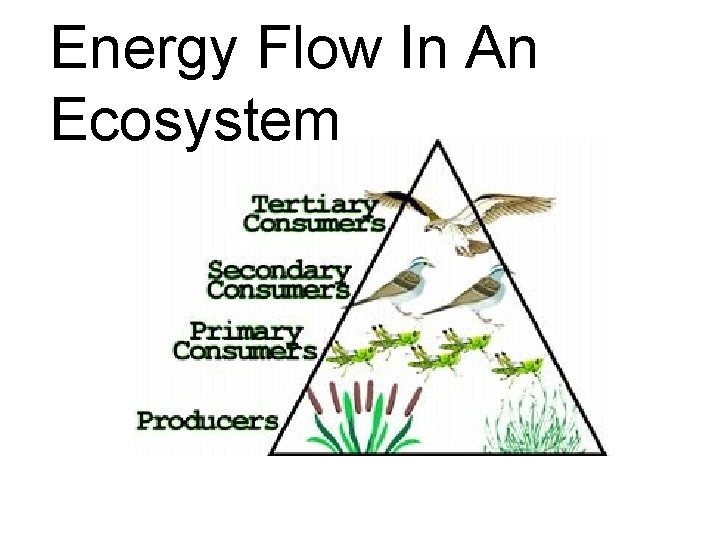 Energy Flow In An Ecosystem Energy Flow In An Ecosystem