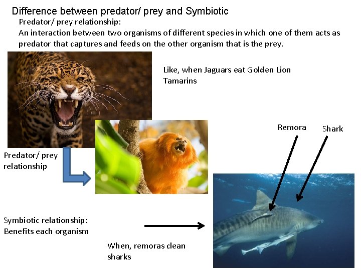 Difference between predator/ prey and Symbiotic Predator/ prey relationship: An interaction between two organisms