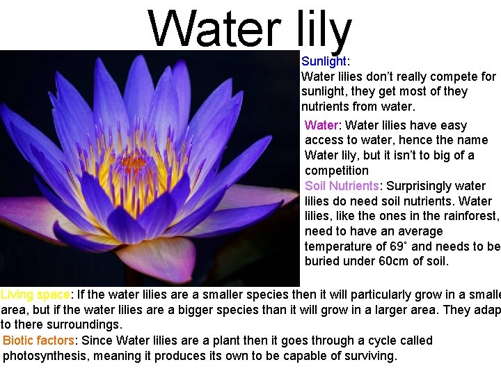 Water lily Sunlight: Water lilies don’t really compete for sunlight, they get most of