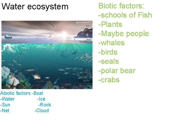 Water ecosystem Abiotic factors -Boat -Water -Ice -Sun -Rock -Net -Cloud Biotic factors: -schools