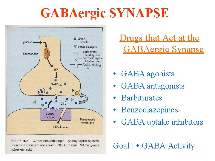 GABAergic SYNAPSE Drugs that Act at the GABAergic Synapse • • • GABA agonists