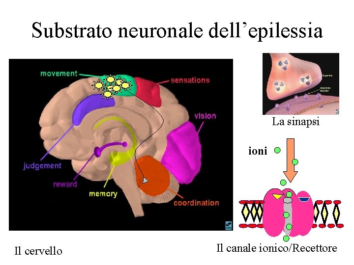 Substrato neuronale dell’epilessia La sinapsi ioni Il cervello Il canale ionico/Recettore 