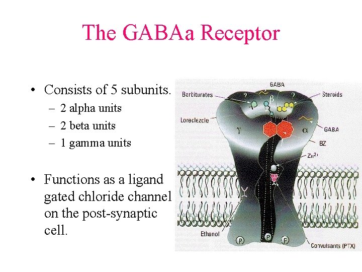 The GABAa Receptor • Consists of 5 subunits. – 2 alpha units – 2