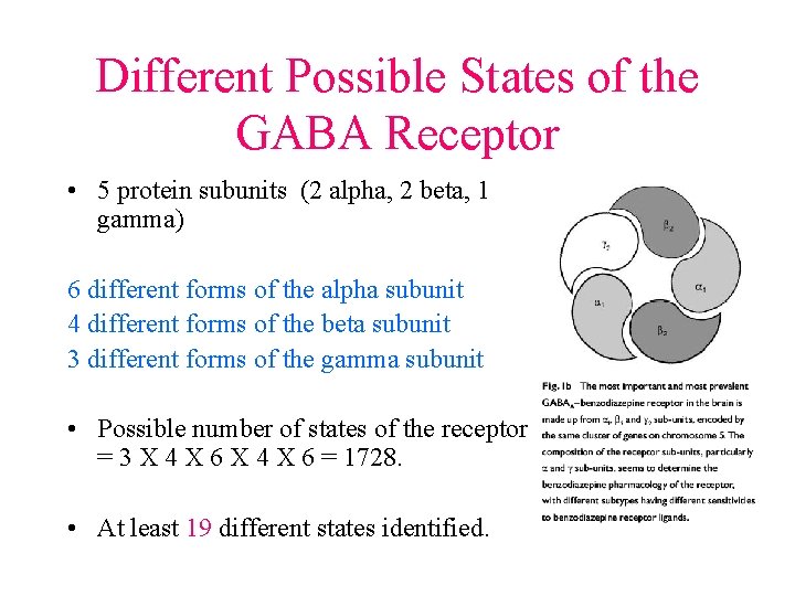 Different Possible States of the GABA Receptor • 5 protein subunits (2 alpha, 2