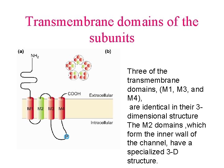 Transmembrane domains of the subunits Three of the transmembrane domains, (M 1, M 3,