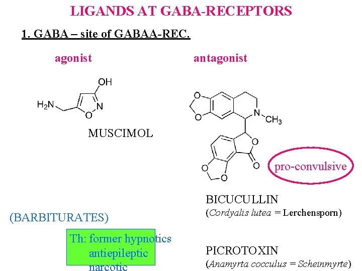 LIGANDS AT GABA-RECEPTORS 1. GABA – site of GABAA-REC. agonist antagonist MUSCIMOL pro-convulsive BICUCULLIN